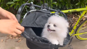 ✨SG【STOCK】Outing--Bicycle Handlebar Basket Large Capacity MTB Bike Pet Carrier Foldable Detachable Front Frame Pannier