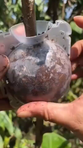 Bầu Chiết Cành Nhựa Trong – Set 3 Bầu – Dụng Cụ Chiết Cây Nhân Giống Tái Sử Dụng Gài Chốt Tiện Lợi