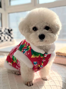 Quần Áo Cho Chó Teddy Bichon Pomeranian Trang Phục Xuân Mới Quần Áo Thường Ngày Chất Liệu Cotton Mùa Đông Trang Phục Cho Thú Cưng