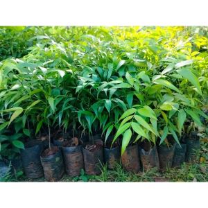 ต้นขุนไม้ หรือพญาไม้ 🌿ไม้มงคล ไม้หายาก🌿