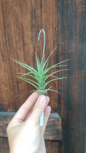 Tillandsia Berger/ Air Plant / 空气凤梨- 伯格