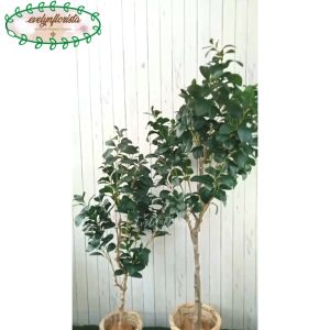 Pohon Artificial Pohon Hias Kacang T130 & T170 Latex Cover Rotan Bulat Dekorasi Apartment