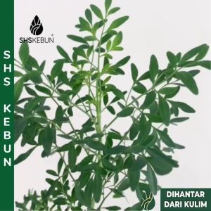 Rue Ruta graveolens Aroda Garuda Aruvatham Pachai Herb of Grace Live Plant Daun Busuk Penghalau Nyamuk Tumbuhan Hidup SHS Kebun