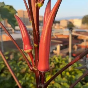 80 เมล็ด เมล็ดพันธุ์ กระเจี๊ยบเขียวฝักแดง กระเจี๊ยบเขียวแดง กระเจี๊ยบมอญเขียวสีแดง ฝักแดง นำเข้าจากต่างประเทศ