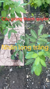 CÂY GIỐNG NHÃN LONG TRẮNG