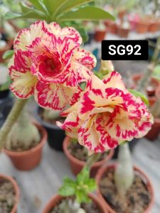 Adenium Obesum Bonsai ID SG92 富贵花