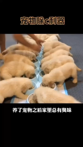 500ml Pet Deodorizing Spray: Odor-Eliminating Fragrance for Dogs & Cats Universal for Pet Environments