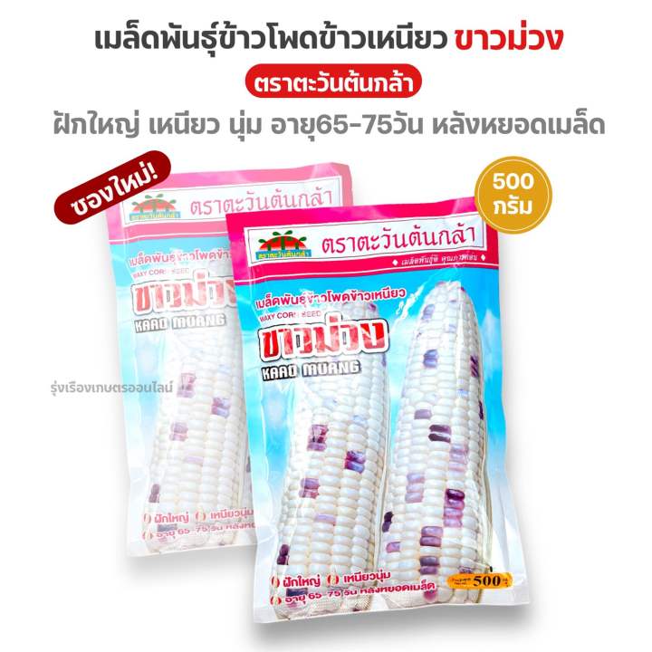เมล็ดพันธุ์ข้าวโพดข้าวเหนียวขาวม่วง ตราตะวันต้นกล้า 500 กรัม