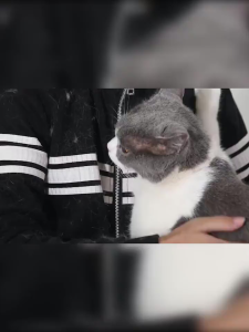 ส่งสินค้าทุกวัน แปรงรูดขนแมว แปรงทำความสะอาด และกำจัดขนสัตว์เลี้ยง สำหรับเฟอร์นิเจอร์ แปรงเก็บขนตามเฟอนิเจอร์และเสื้อผ้า