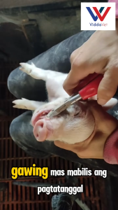 Piglet teeth cutter Pig Tooth Cutting Pliers Farm Breeding Equipment Small Suckling Pig teeth Cutting Pliers for piglets