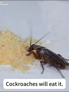 【Cockroach nest destroyed】odil Cockroaches killer Cockroach bait Racun lipas Lipas killer Kill all cockroaches Ubat Lipas Ubat lipas dalam rumah Anti cockroach Ubat bunuh lipas Racun lipas paling kuat 蟑螂药 蟑螂克星