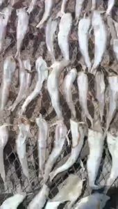 KHÔ CÁ MỐI PHƠI NGUYÊN CON - TÚ VY FOOD - HOÀN TOÀN TỰ NHIỀN