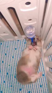 HostTail ชามข้าว กระบอกน้ำ สำหรับติดคอก จุกยางสุญญากาศ อะไหล่คอกสุนัข