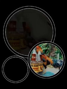 Doping Ayam Aduan: Obat Ayam Aduan Tahan Pukul Mental Fighter