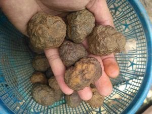 batu badar besi(selonatah)isi 6pcsjaminan original