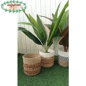 Pohon Hias Daun Kunyit Hijau & Cokelat Pot Dasar Hitam Cover Seagrass Variasi Warna Dekorasi Sudut Apartement