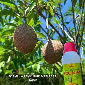 Pupuk Booster Perangsang Pelebat Buah Sawo / Pupuk Pembesar Buah Sawo / Pupuk Penyubur Buah Sawo
