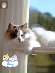 Võng dán kính cho mèo nằm tắm nắng có 4 giác hút size to siêu chắc / võng cho mèo xếp gọn được