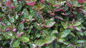 Hemigraphis Colorata ( Purple Waffle)紫海棠-emerge/Aquatic plants/Tumbuhan Akuatik/terrarium/ paludarium/Vivarium