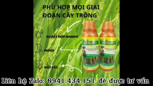 ĐẠO ÔN SỐ1 CHAI 250ML MUA 1 TANG 1 THAM SAU 100ML SU KẾT HỢP MANH - MẠNH VÀ MÁT CÂY