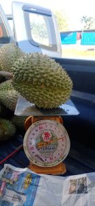 ทุเรียน Durian 榴莲 น้ำหนักต่อลูก 1.5 -2 kg. Up∆