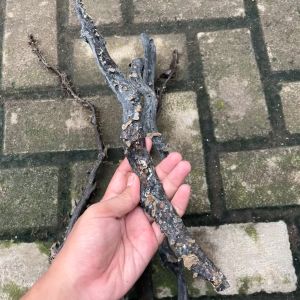 Bahan Akar Bahar Merah Natural Body Hitam Size Jempol