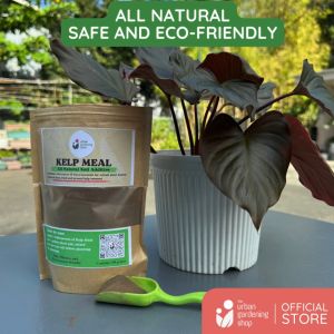 Kelp Meal - All Natural Garden Soil Additive Derived from Kelp Seaweeds for Home Gardening Use