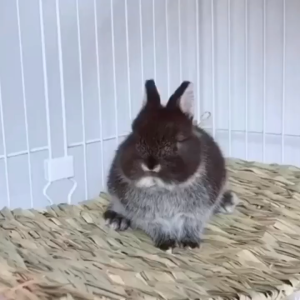 Rabbits Grass Mat Small Animal Woven Hay Mat Pig Grass Mat Woven Bed Natural Straw Bedding Resting Cage Mat