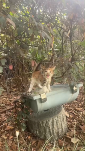 One Spray Cats Stay Away cat repellent outdoor/Indoor 500ml  anti cat Car cat repellant for home