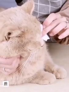 Eye Wipes Kucing Tissue Basah Kucing Anti Bakteri Pet Wipes Kucing 130pcs/200pcs