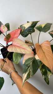 🍑ต้นกล้าตัดใบ เสน่ห์จันทร์ดำด่างชมพู🌸(ชุด3ต้น)🌸ไม้นำเข้าส่งแบบตัดใบบางล๊อตติดใบด่างชมพูพร้อมปลูก