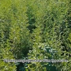 30pcs Herbal Mint Heat Patches - Green Muscle Relaxation & Joint Natural Christmas & FatherS Day Gift for Neck Back Body Muscle Tension Ease Of Use Patch Smooth Texture Fabric