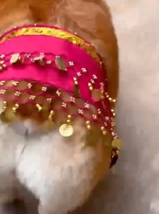 Lovinland Dog Belly Dancer Costume Puppy Outfit with Sequin Waist Chain & Hip-Shaking Skirt  Ideal for Corgi and Puppy Birthday Parties or Halloween Celebrations Dogs Booty Shake Dance Scarf