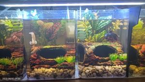 Lampu LED Dekorasi Aquarium: Pilihan Terbaik untuk Ikan Hias