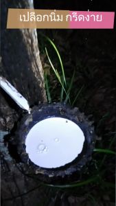 พาราโกลด์ ปุ๋ยชีวภาพ ปุ๋ยทาบำรุงหน้ายางพารา เพิ่มน้ำยาง เพิ่มเปอร์เซ็นต์ รักษาโรคหน้ายางตายนึ่ง 1 ลิตร