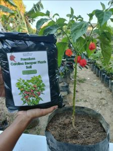 Carolina Reaper Plant Potting Soil / Highly Recommended soil for Chili Plants / Premium Potting Mix