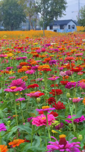 Hạt giống hoa Cúc Nhi Nha (Lá Nhám) Mix màu - 50 hạtm)