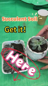 2.5KG Nutrient Succulent Soil Cactus & Succulent Soil Potting Mix For Gardening Planting 100% Organic Soils 40%&70% Granular Soil
