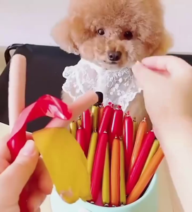 Pet Sausage Cat Dog Treats Pet Food Pet Hotdog No Salt Protein Low Fat Healthy Dog Treats15G 宠物火腿肠 香肠 狗狗 猫