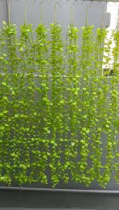 Dây leo giả lá to 5 nhánh dây cúc tần VI133 (dài 95cm) hoa giả trang trí