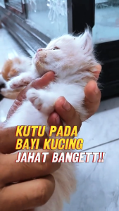 Nanotetra - NANO KUTU Obat tetes kutu kucing ampuh isi 3ml