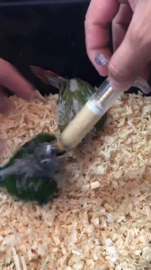 Goodbird Hand Feeding Formula - Parrot Food food for Baby bird 500 grams