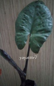 bibit tanaman talas hitam keladi hotam