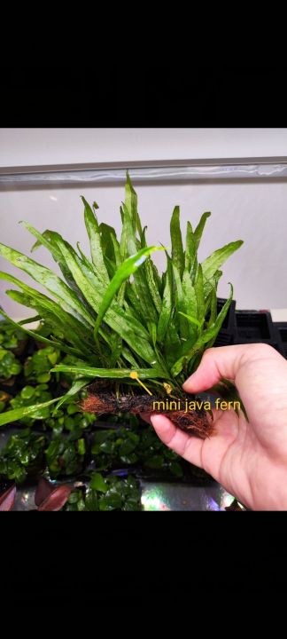 MINI JAVA FERN /Microsorum pteropus 'Windelov' aquatic plants,aquarium ...