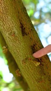 แคลโบมิคพลัส ปุ๋ยน้ำแคลเซียมโบรอน สูตรเข้มข้นสูง ชนิดน้ำ ขนาด 1000 ซีซี ตราเทพมงคล