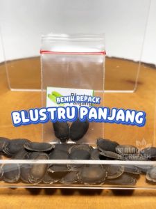 Benih Blustru Panjang Unggulan Berkualitas bibit biji repack oyong loofah sponge organik organic Hydroponik hidroponik belustru gambas sayuran sayur pot