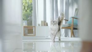 Purina One 6.6kg Dry Cat Food (Healthy Kitten /Adult Salmon and Tuna / Indoor Advantage)