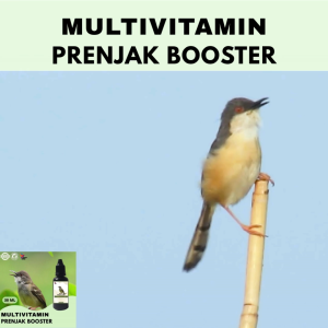 Vitamin Burung Gacor 30 ml Untuk Prenjak Vitamin Penggacor Burung Rekomendasi Burung Kicau