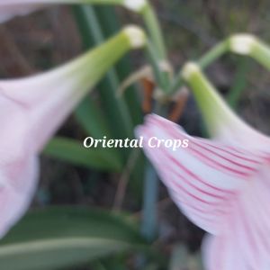 lerio flower 3 bulbs for planting binhi pantanim