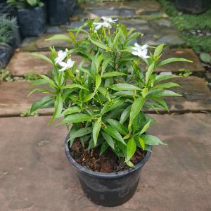 ต้นพุดศุภโชค พุดศุภโชค ในกระถาง 5.5 นิ้ว แตกรากแล้วพร้อมปลูก. ต้นพุด